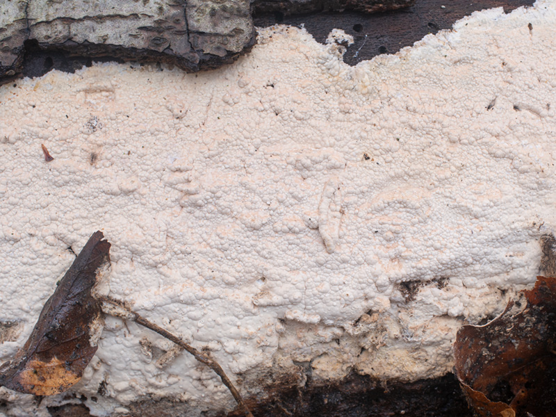 Gloeohypochnicium analogum